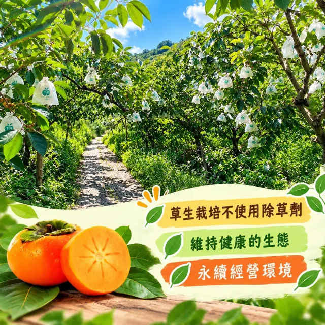 【初品果】達觀部落余大哥高山甜柿8A大顆12顆x1箱/禮盒(300g/顆_水果禮盒_產地直送_)