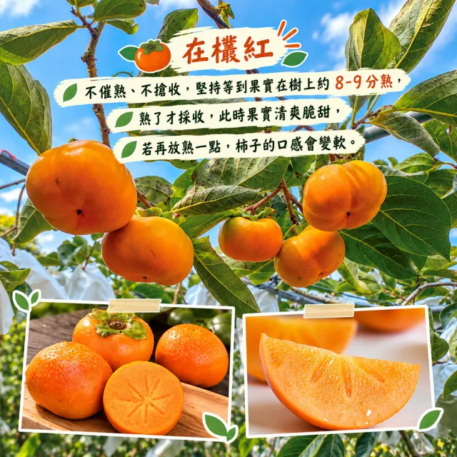 【初品果】達觀部落余大哥6A高山甜柿大禮盒15顆x2箱(每顆230g±10%_年節禮盒_產地直送)