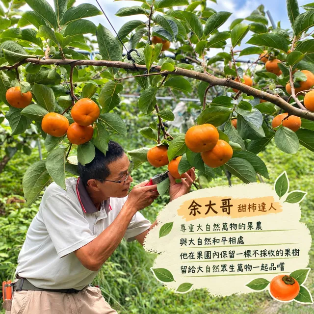 【初品果】達觀部落余大哥8A高山甜柿禮盒6顆x2盒(每顆300g±10%_年節禮盒_產地直送)