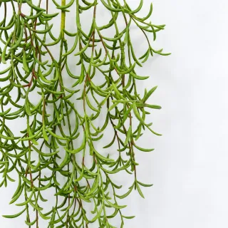 【HUGO DECO 榆果傢飾】特級擬真藤蔓植物 紫弦月 爬藤 單把