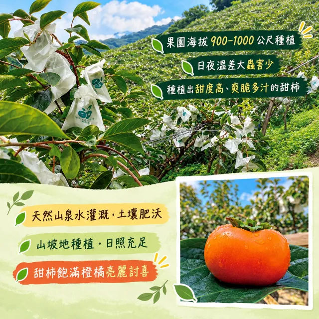 【初品果】達觀部落余大哥5A高山甜柿禮盒9顆x1盒(每顆160g-200g_年節禮盒_產地直送)