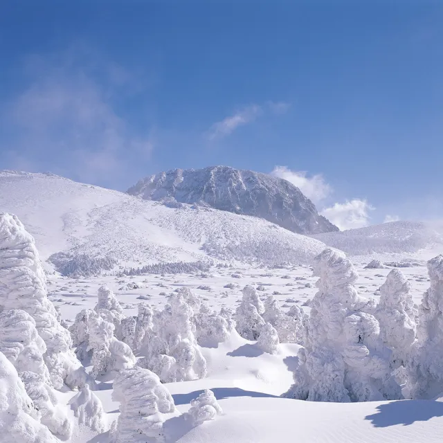 寒假春節-威風濟州冬雪五日-漢拏山賞雪、島中島牛島、森林小火車、羊駝體驗牧場(午去午回)